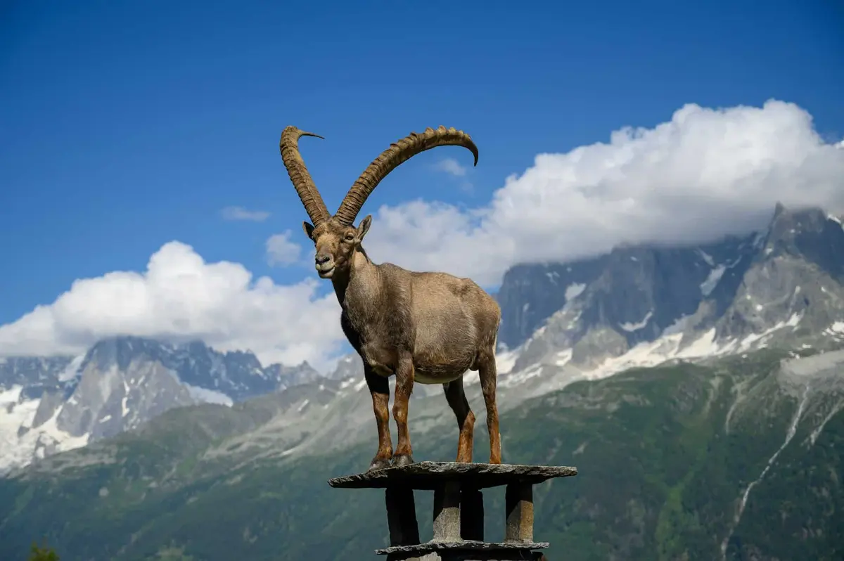 Parc de Merlet (Les Houches)