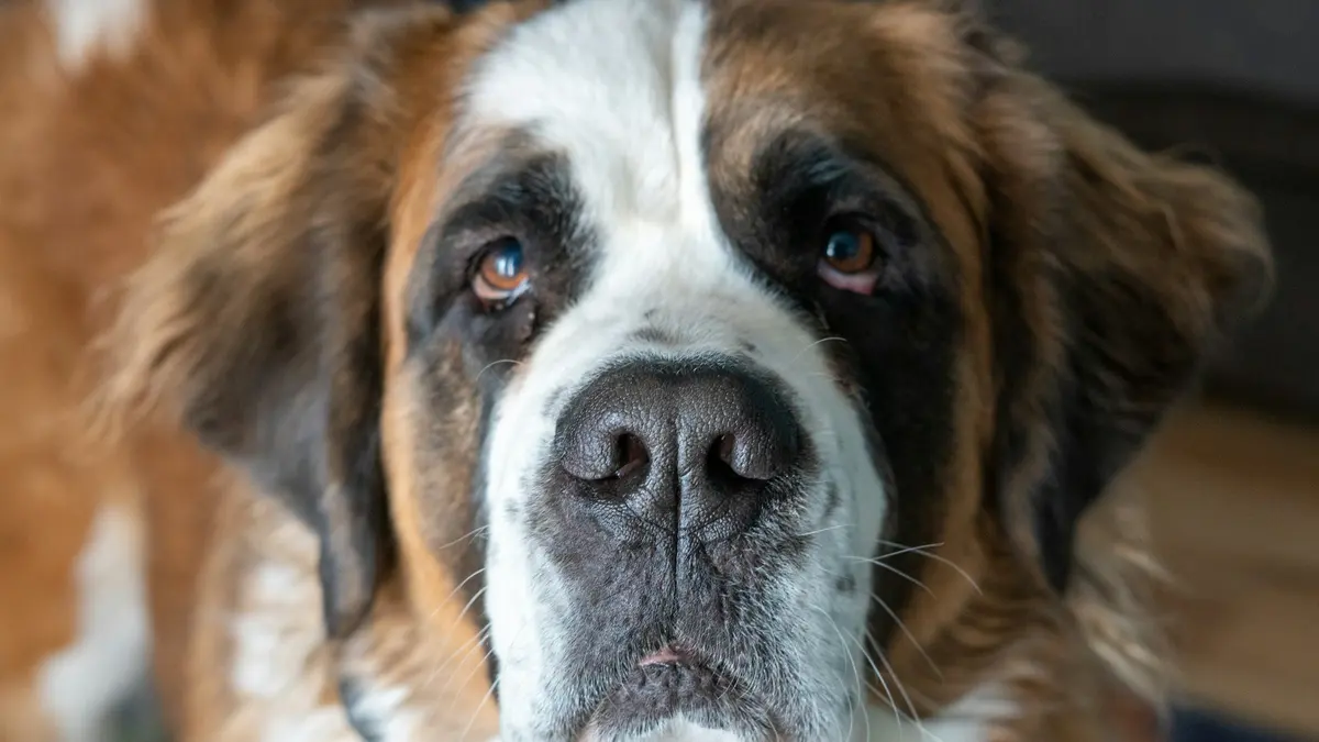 St. Bernard Breeding Kennel (Les Houches)